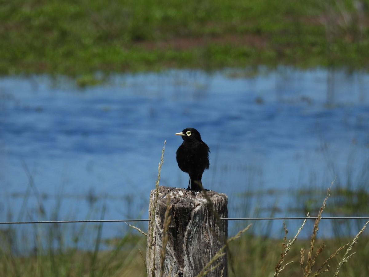 Spectacled Tyrant - ML646665750