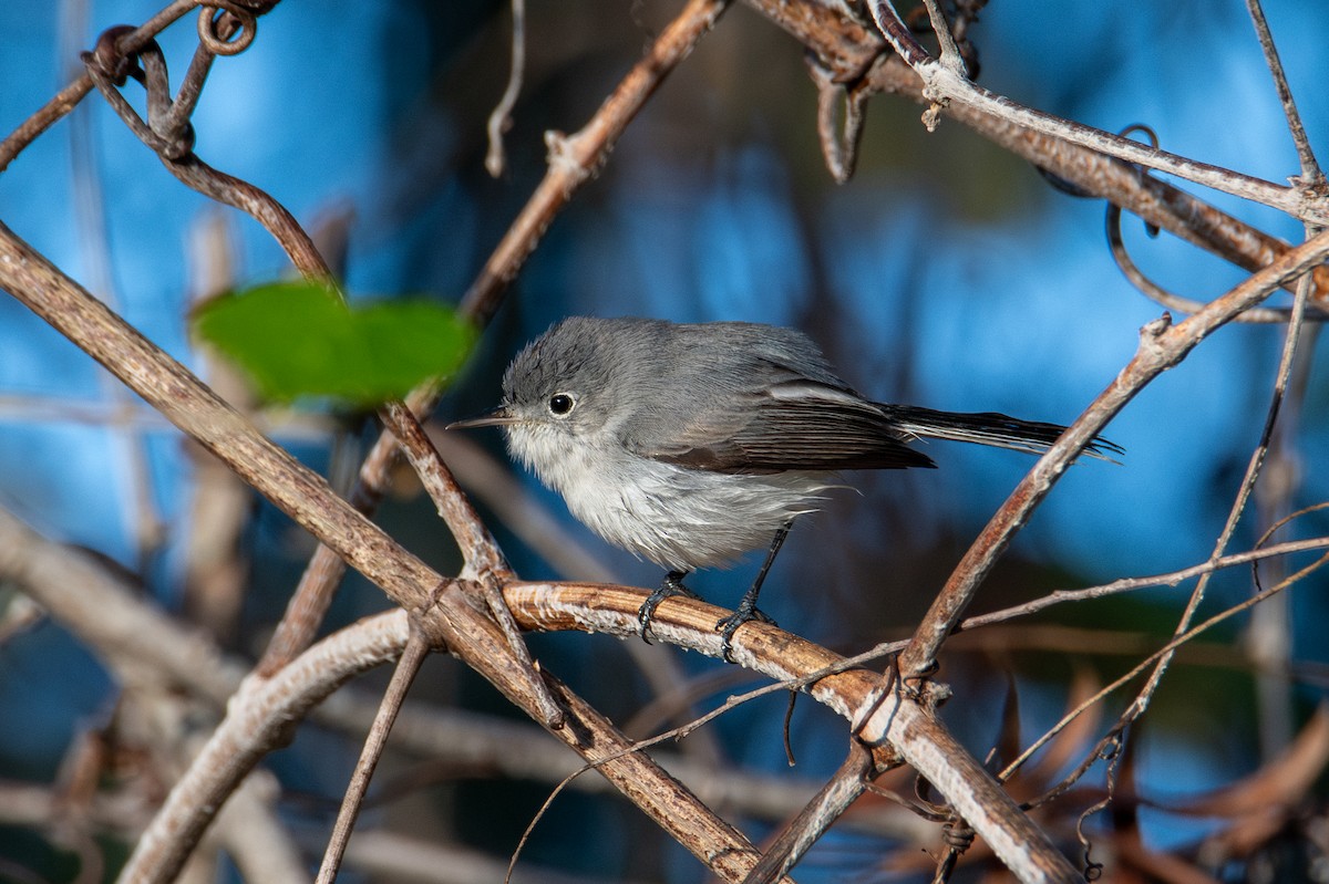 Blue-gray Gnatcatcher - ML646665751