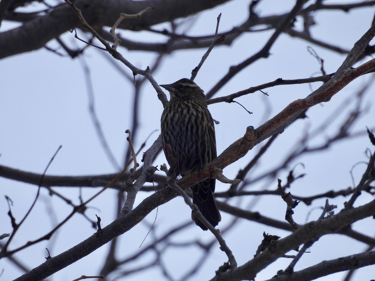Red-winged Blackbird - ML646665752