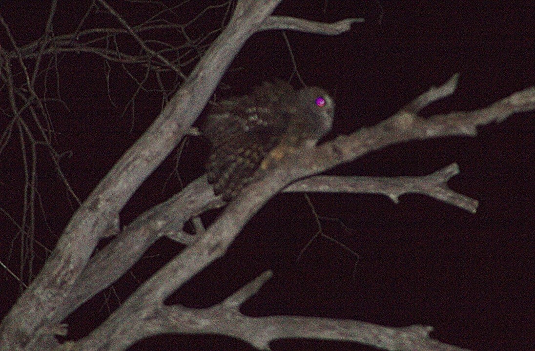 puštík rezavonohý - ML646665753