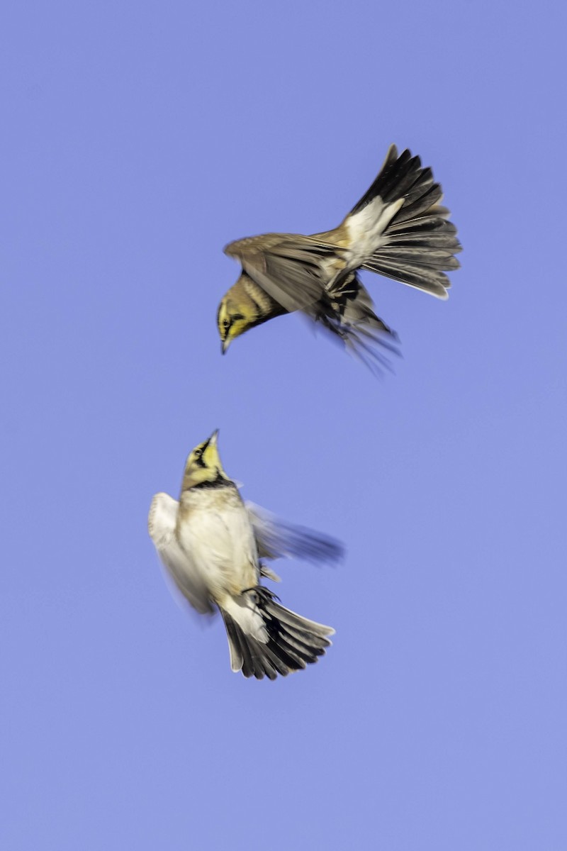 Horned Lark - ML646665756