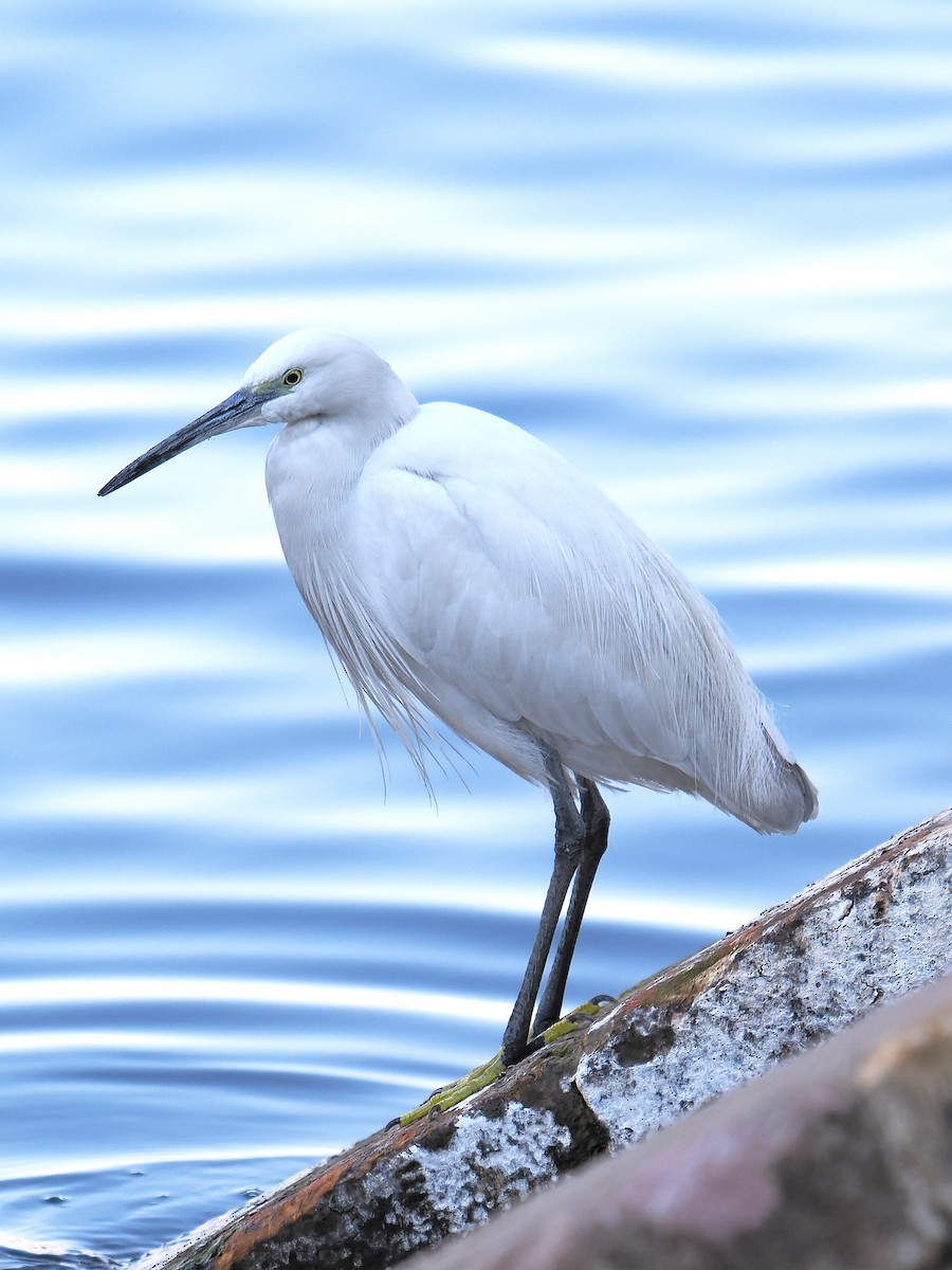 Little Egret (Western) - ML646665758