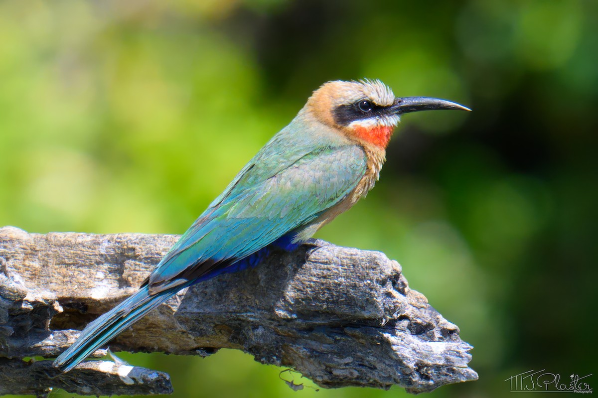 White-fronted Bee-eater - ML646665759