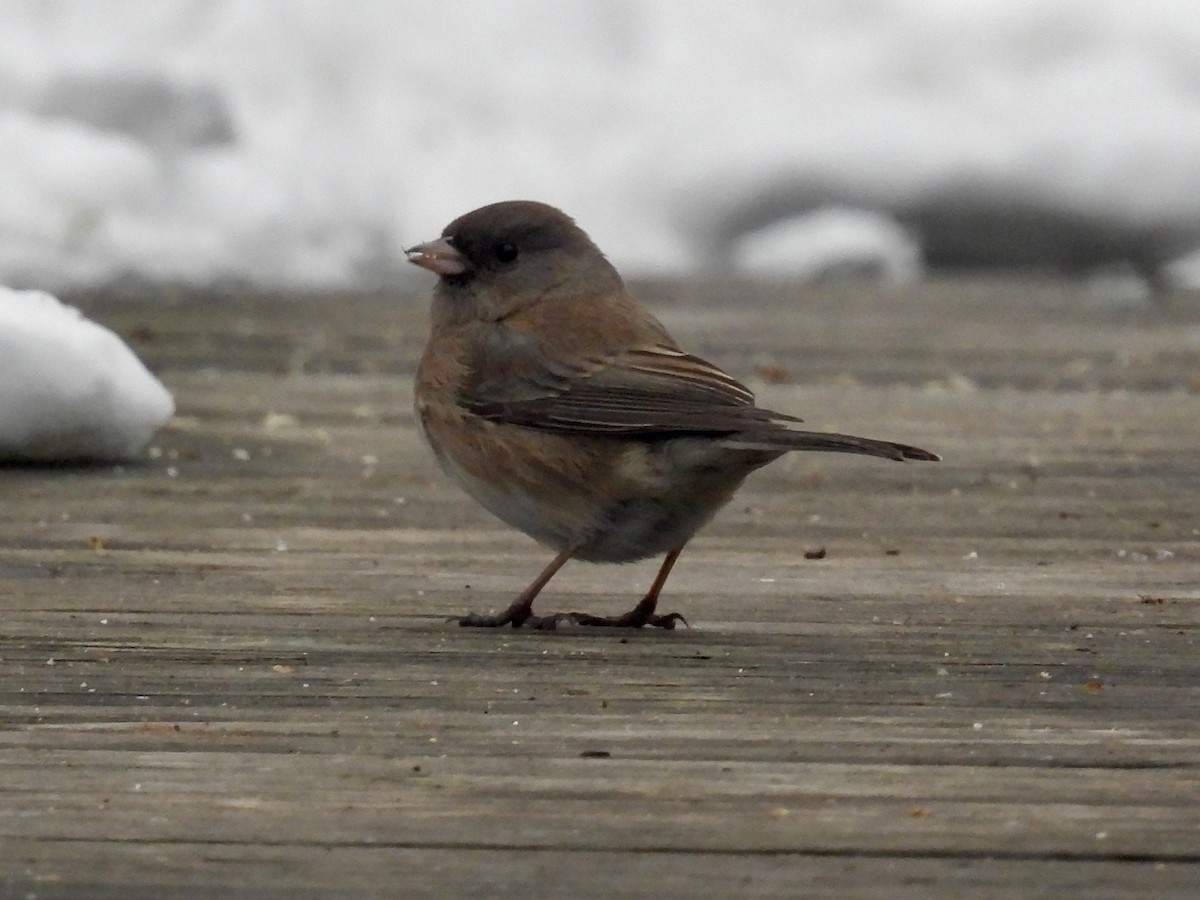 Winterammer - ML646665760