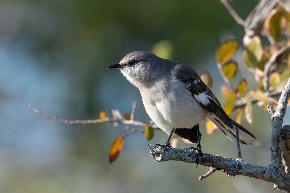Northern Mockingbird - ML646665761
