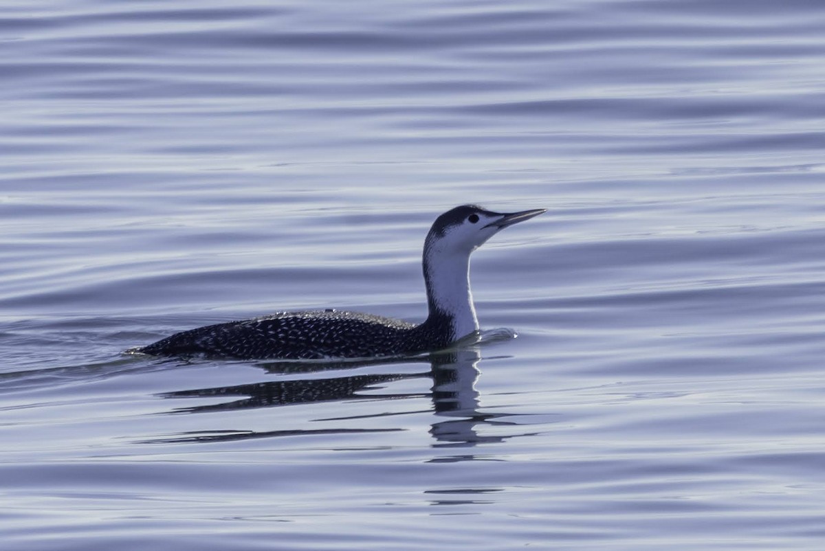 Red-throated Loon - ML646665762