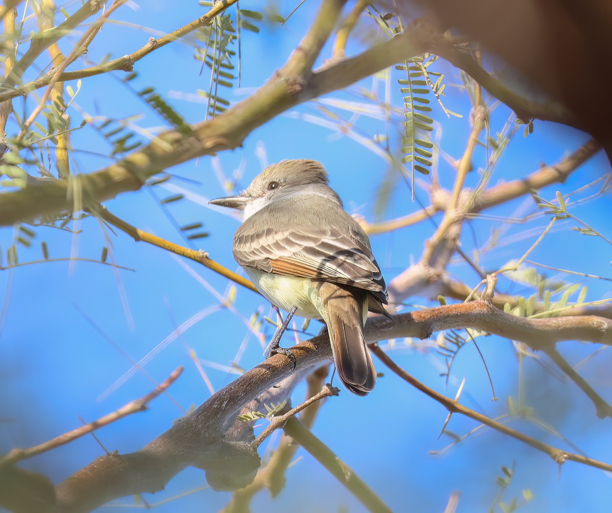 Kalifornienschopftyrann - ML646665763