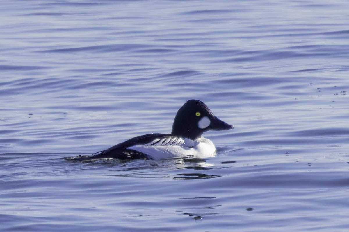 Common Goldeneye - ML646665767