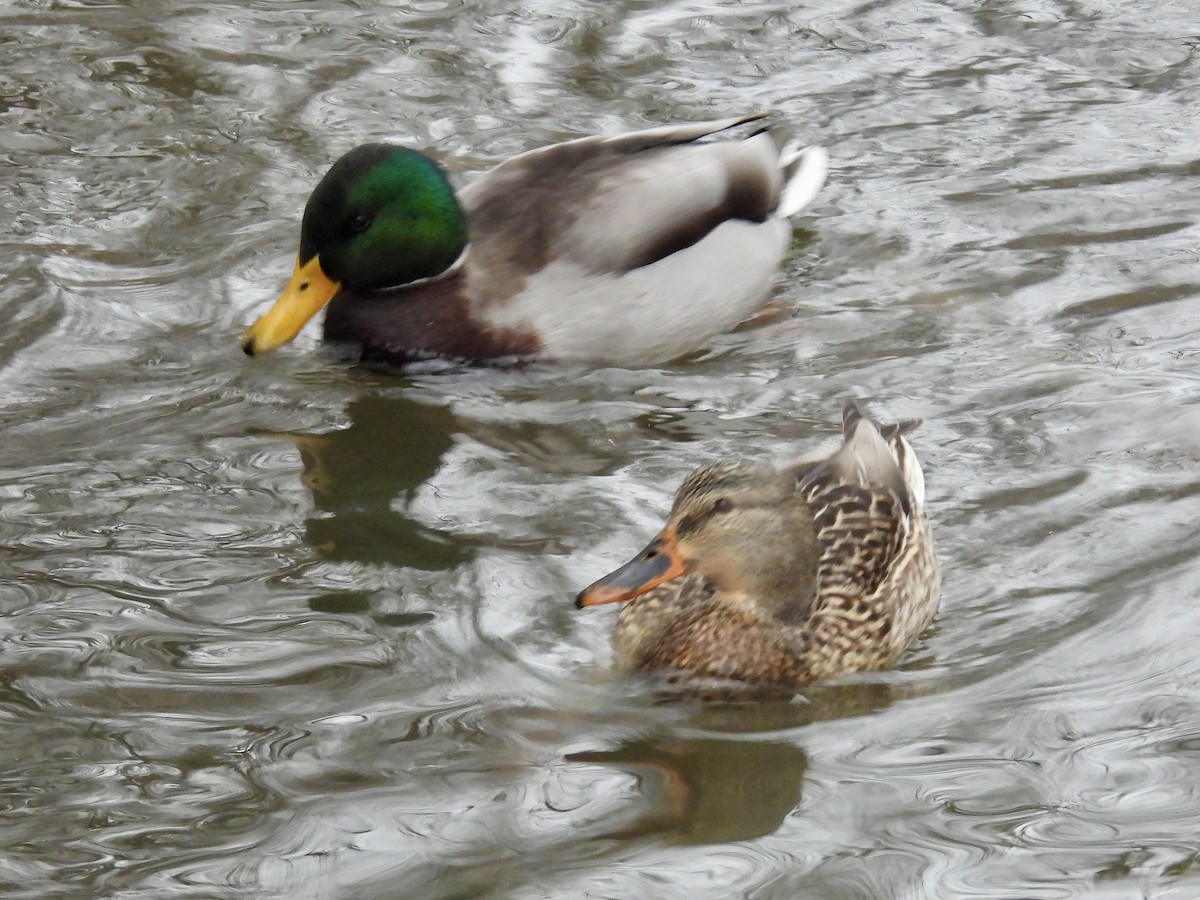 Stockente - ML646665769