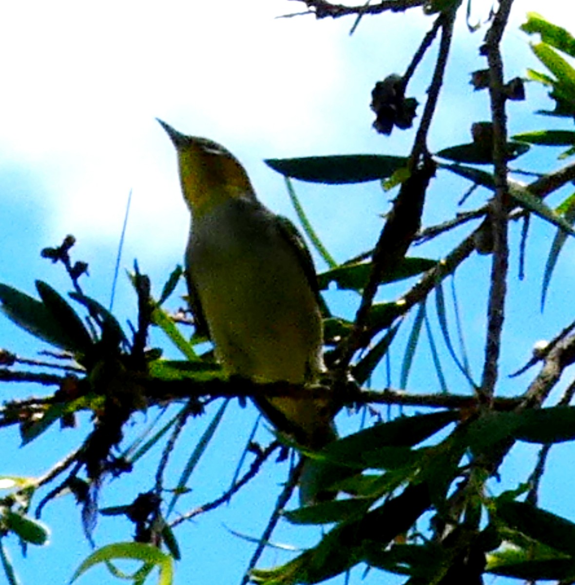 Silvereye - ML646665770