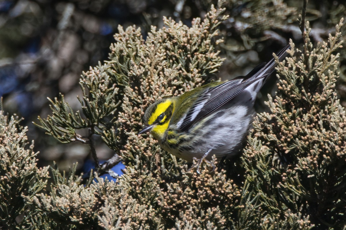 Townsend's Warbler - ML646665774