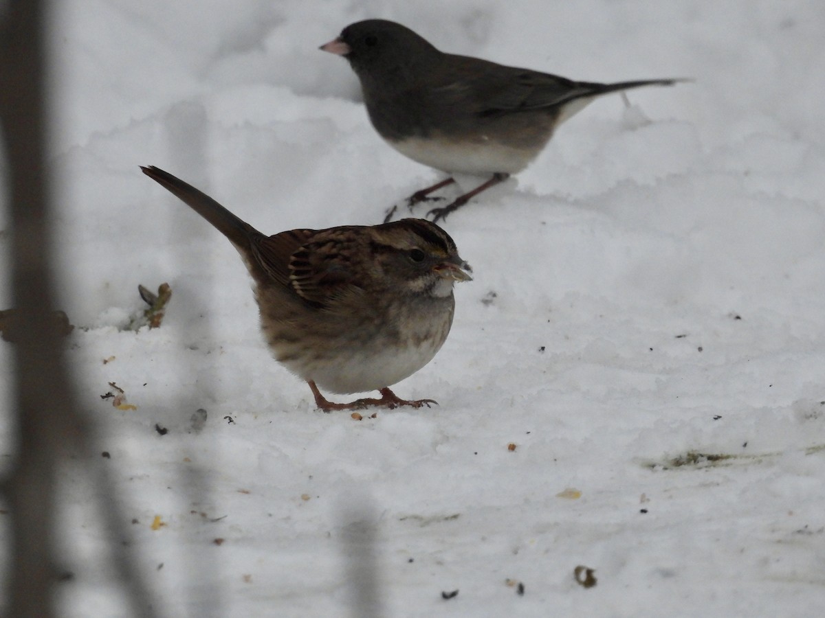 White-throated Sparrow - ML646665776