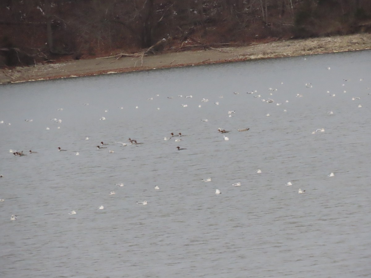 Common Merganser - ML646665777