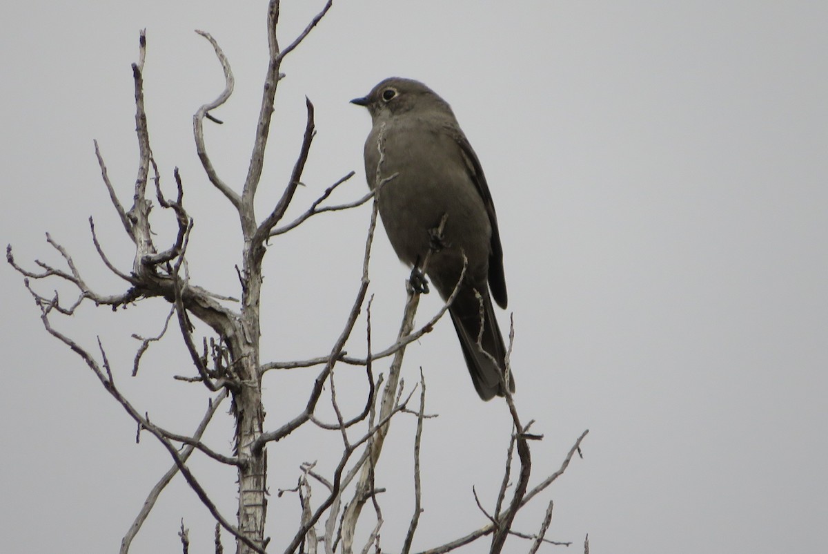 lesňák západní - ML646665781