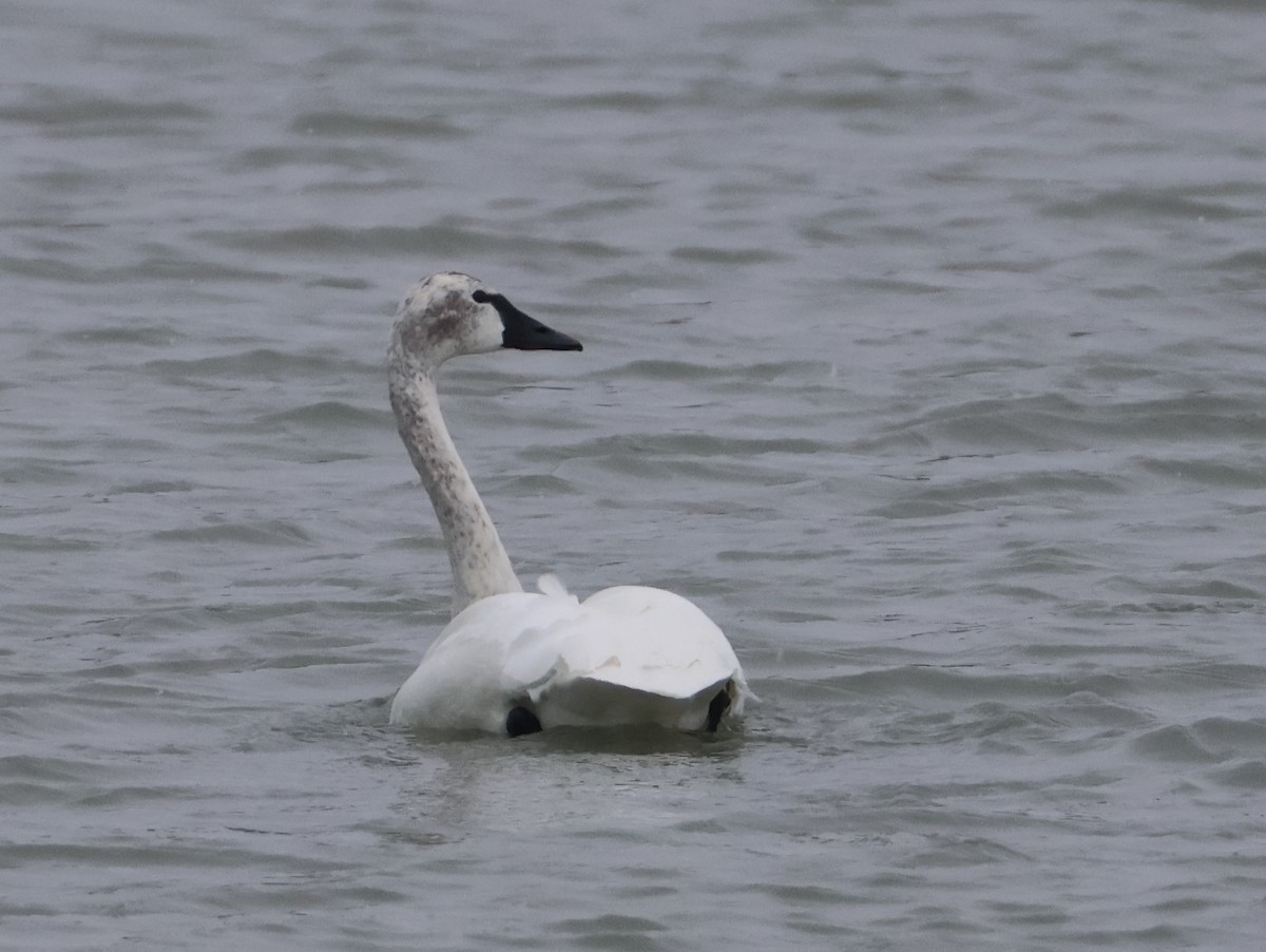 Tundra Swan (Whistling) - ML646665783
