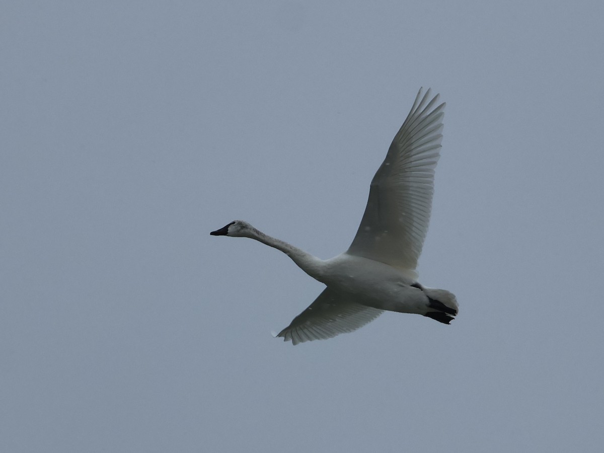 Tundra Swan (Whistling) - ML646665784