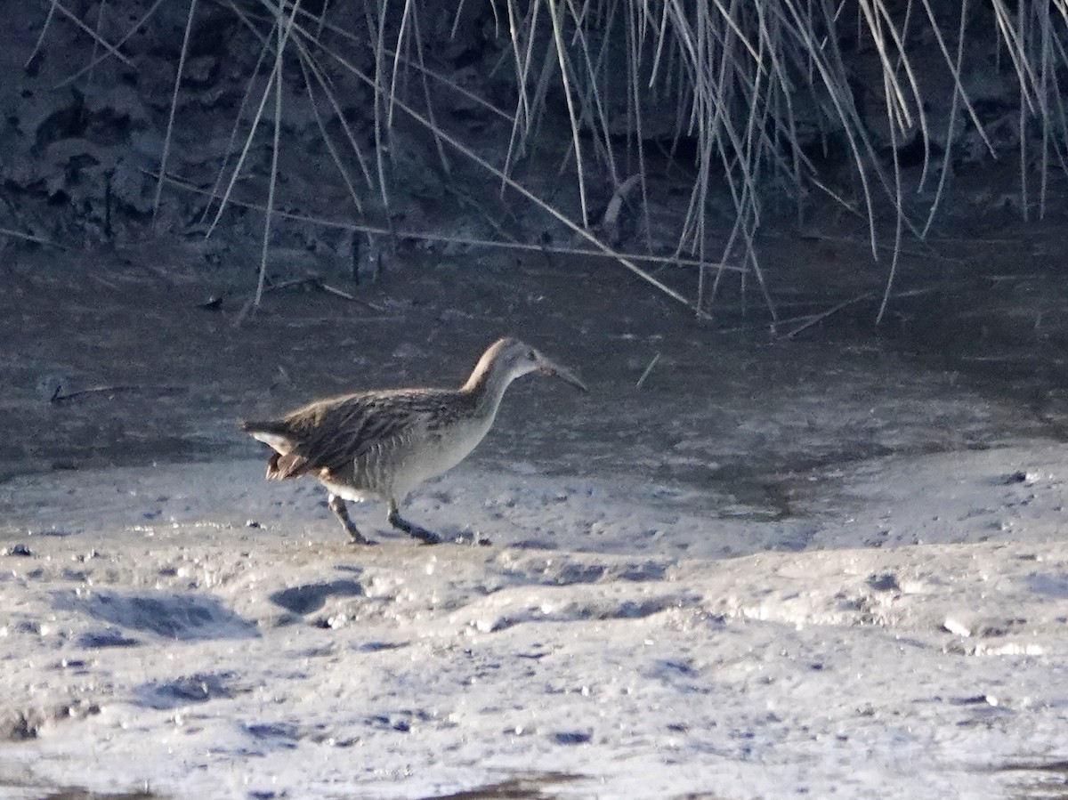 Clapper Rail - ML646665785