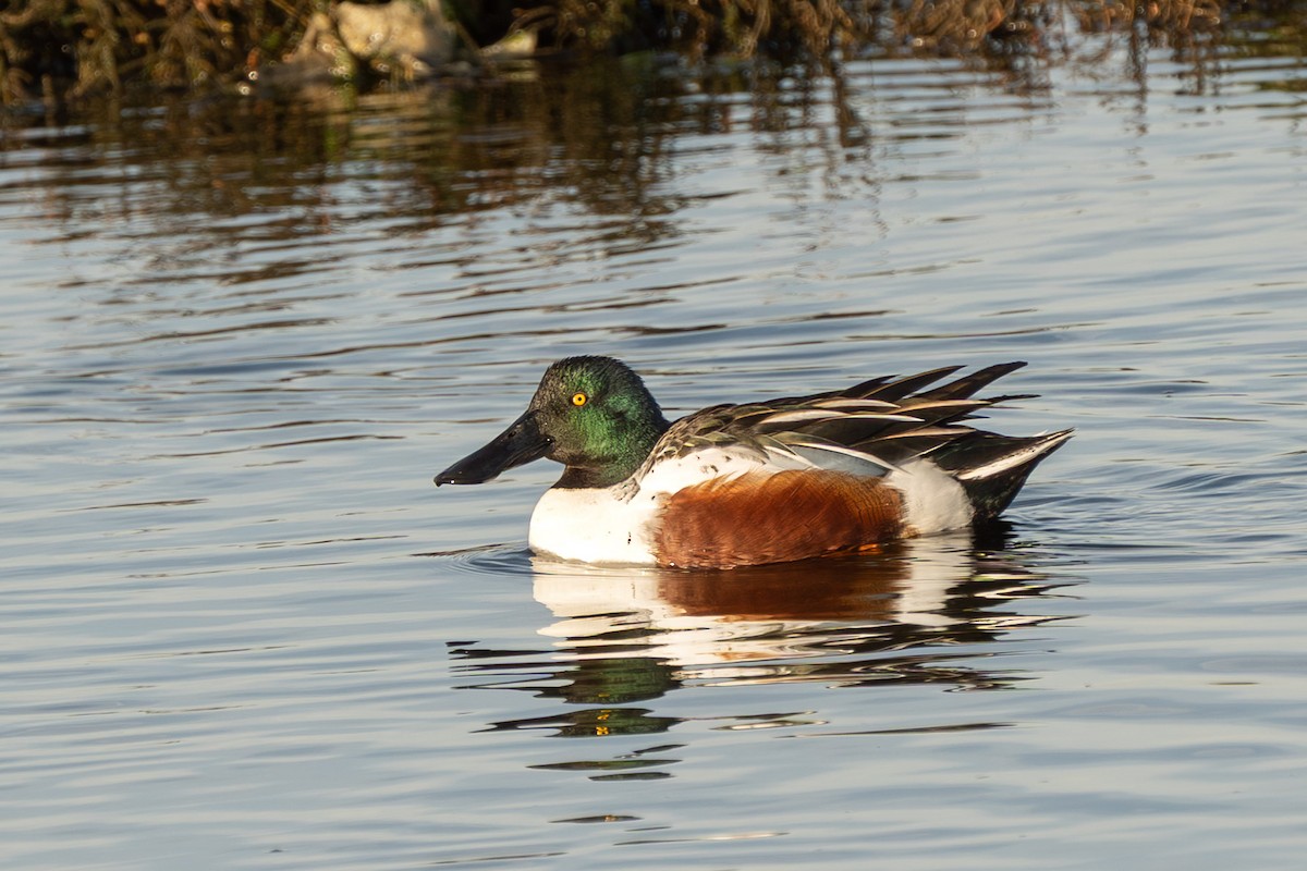 琵嘴鴨 - ML646665786