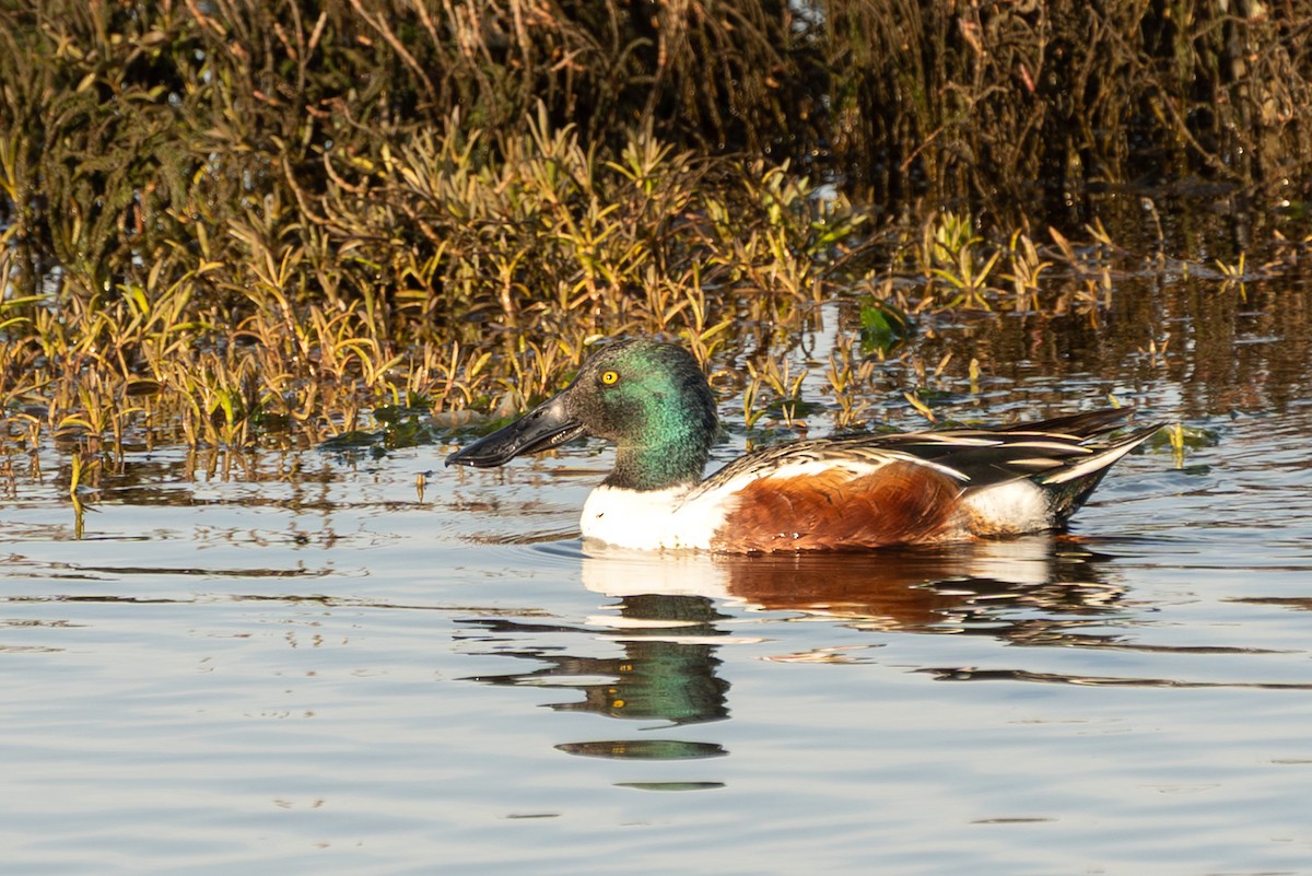 琵嘴鴨 - ML646665787