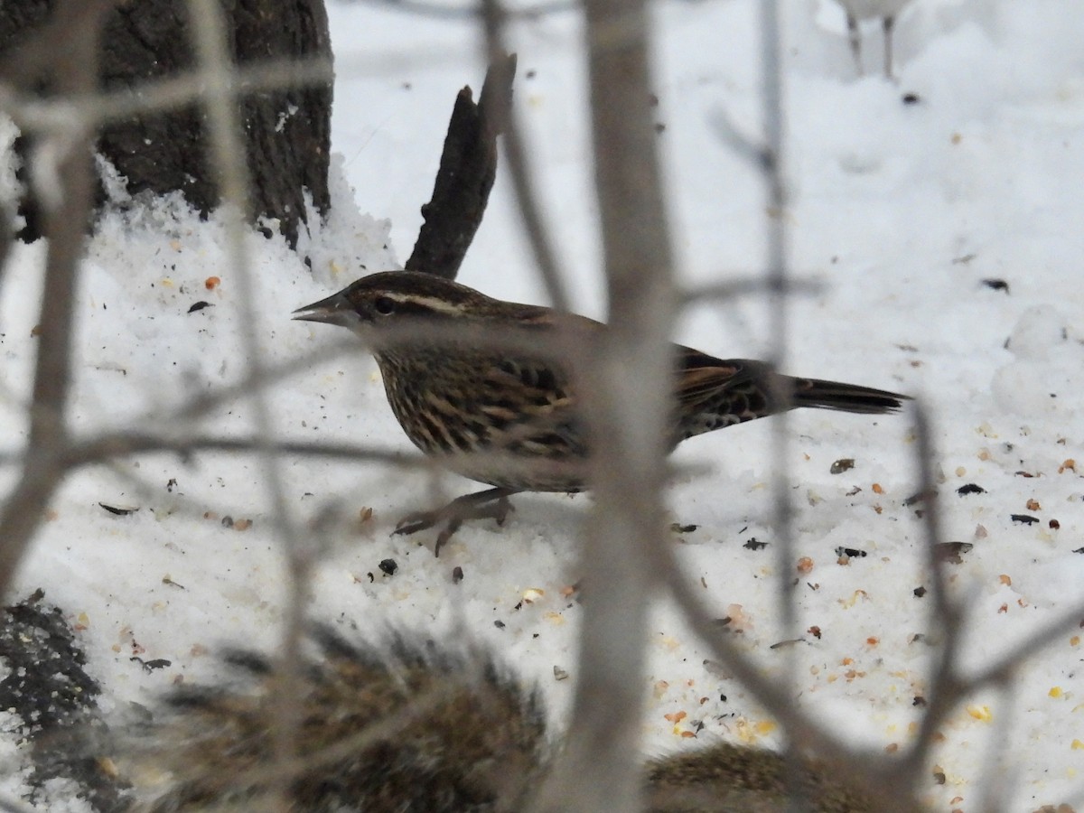 Red-winged Blackbird - ML646665788
