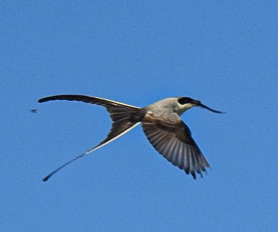 Fork-tailed Flycatcher - ML646665789