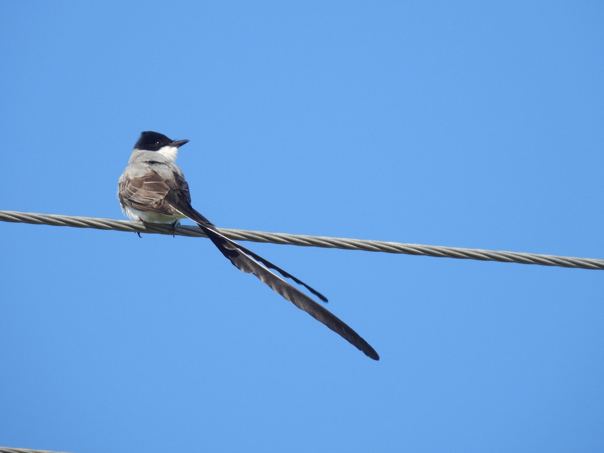 Fork-tailed Flycatcher - ML646665790