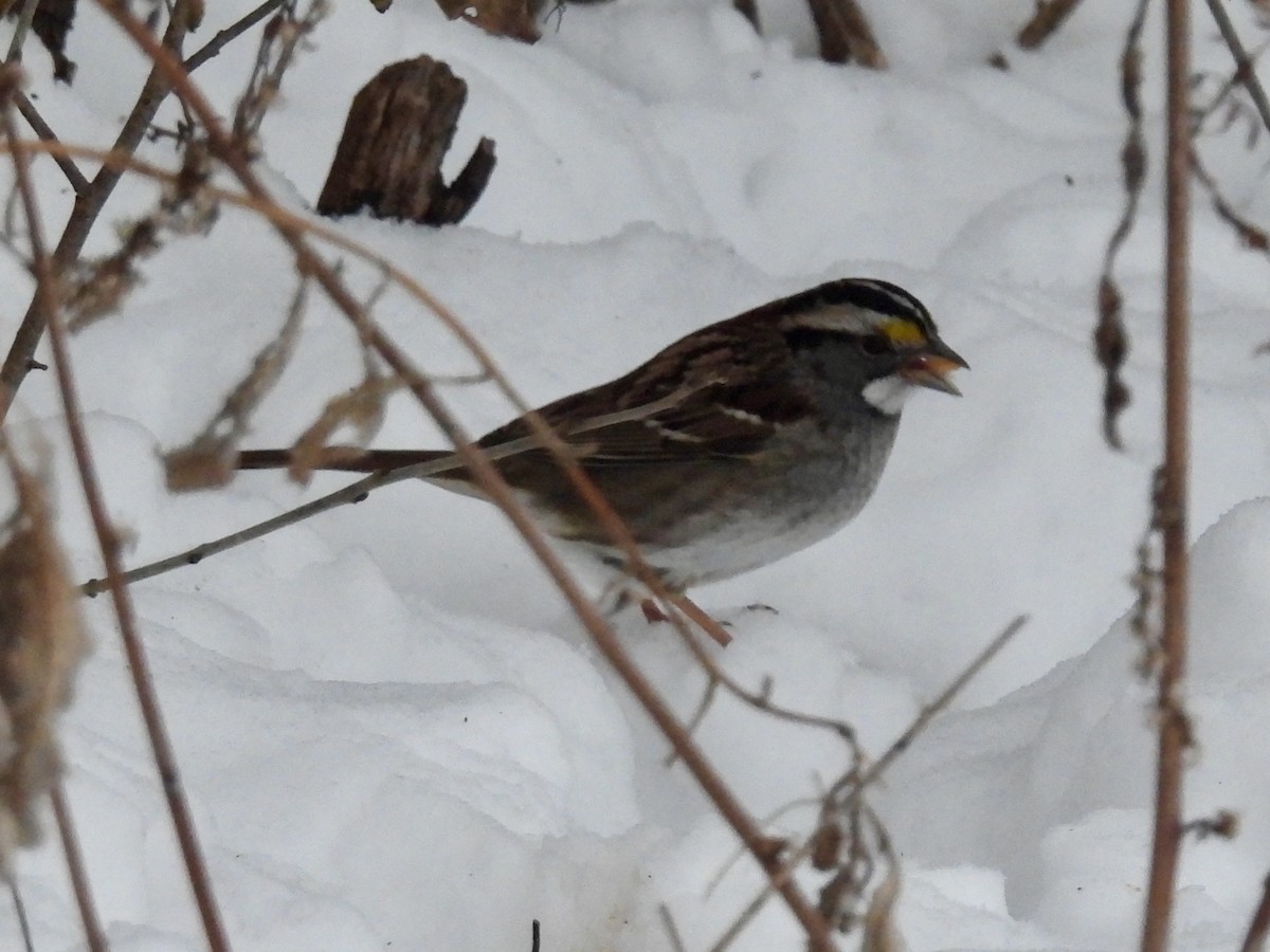 White-throated Sparrow - ML646665792