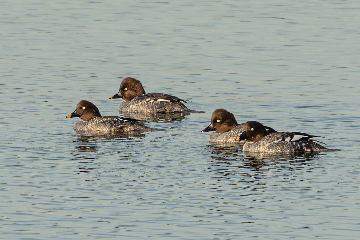 鵲鴨 - ML646665793