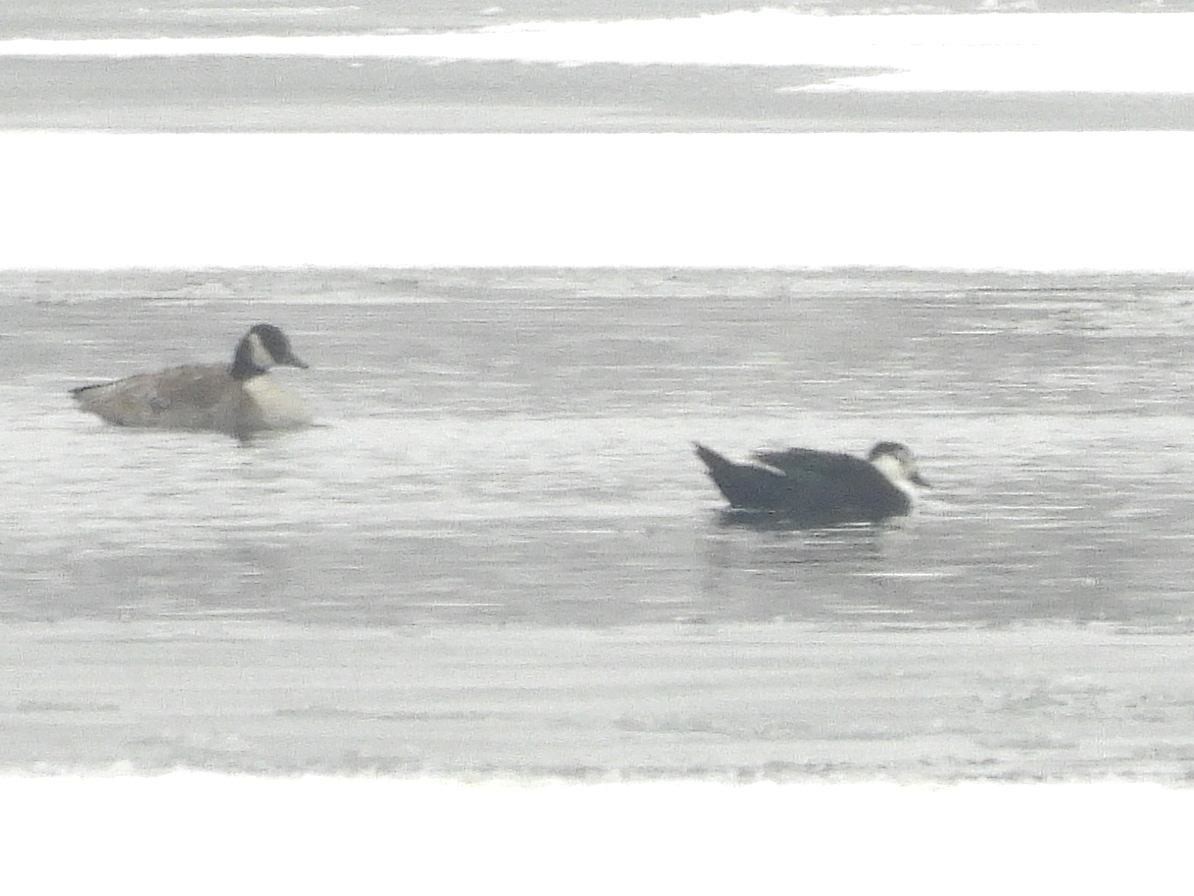 Mallard (Domestic type) - ML646665794