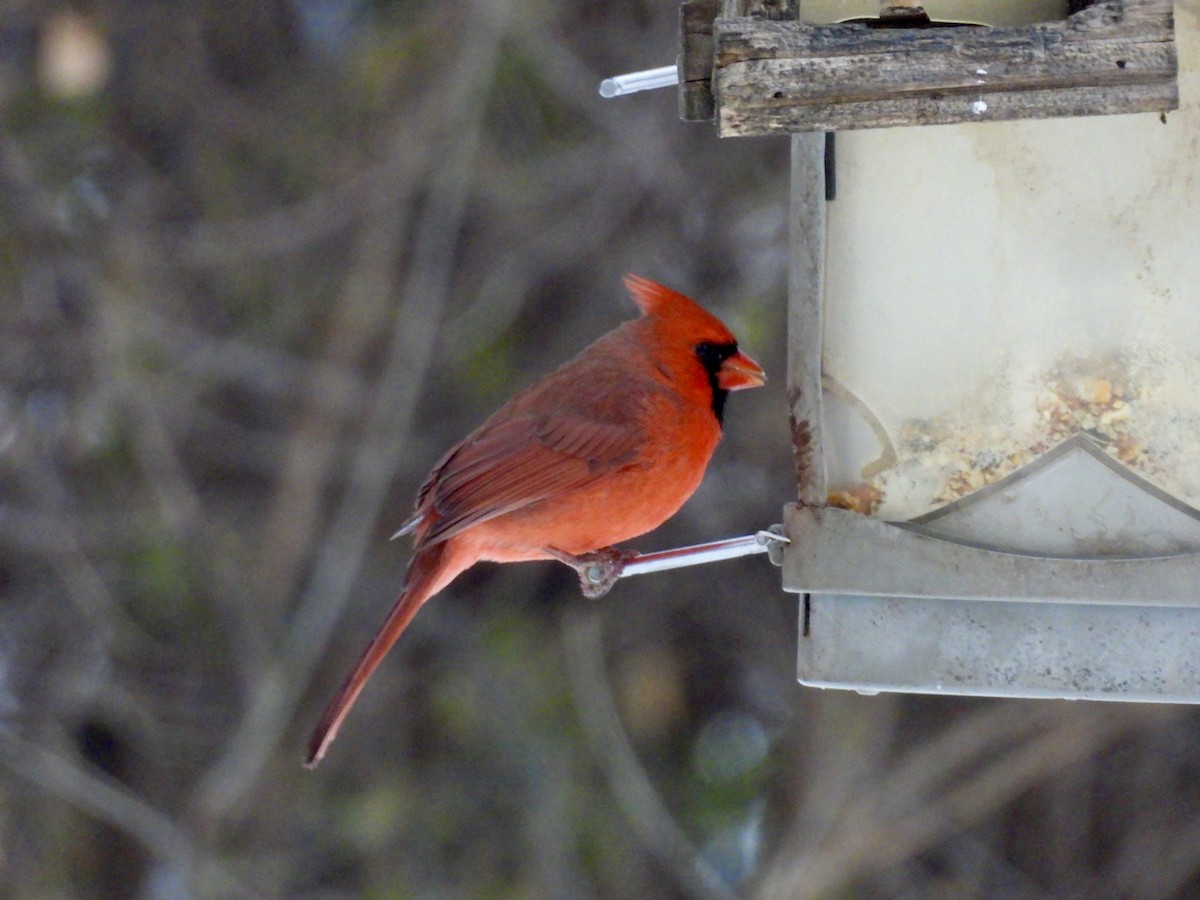 Rotkardinal - ML646665796