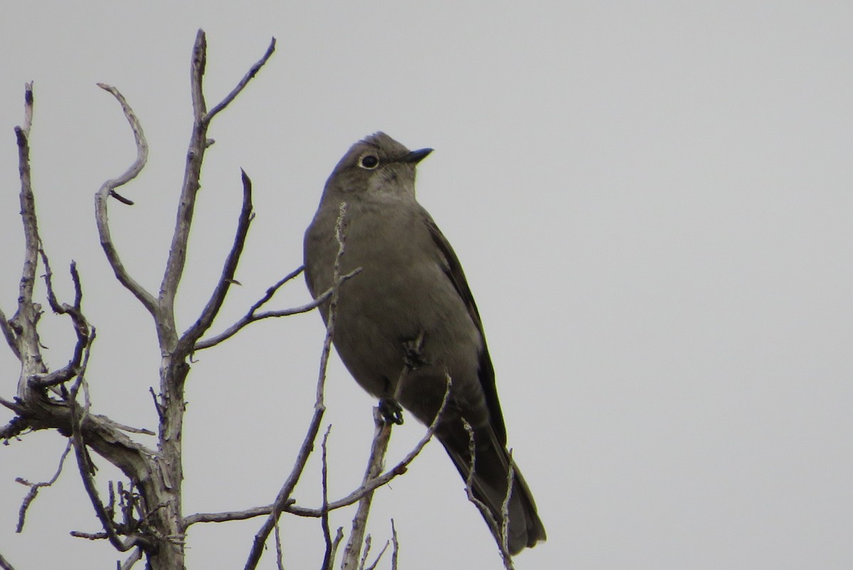 lesňák západní - ML646665798