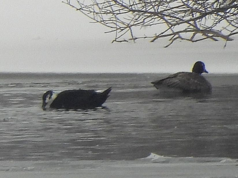 Mallard (Domestic type) - ML646665799