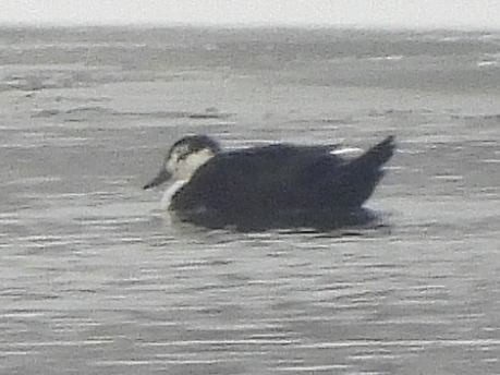 Mallard (Domestic type) - ML646665804