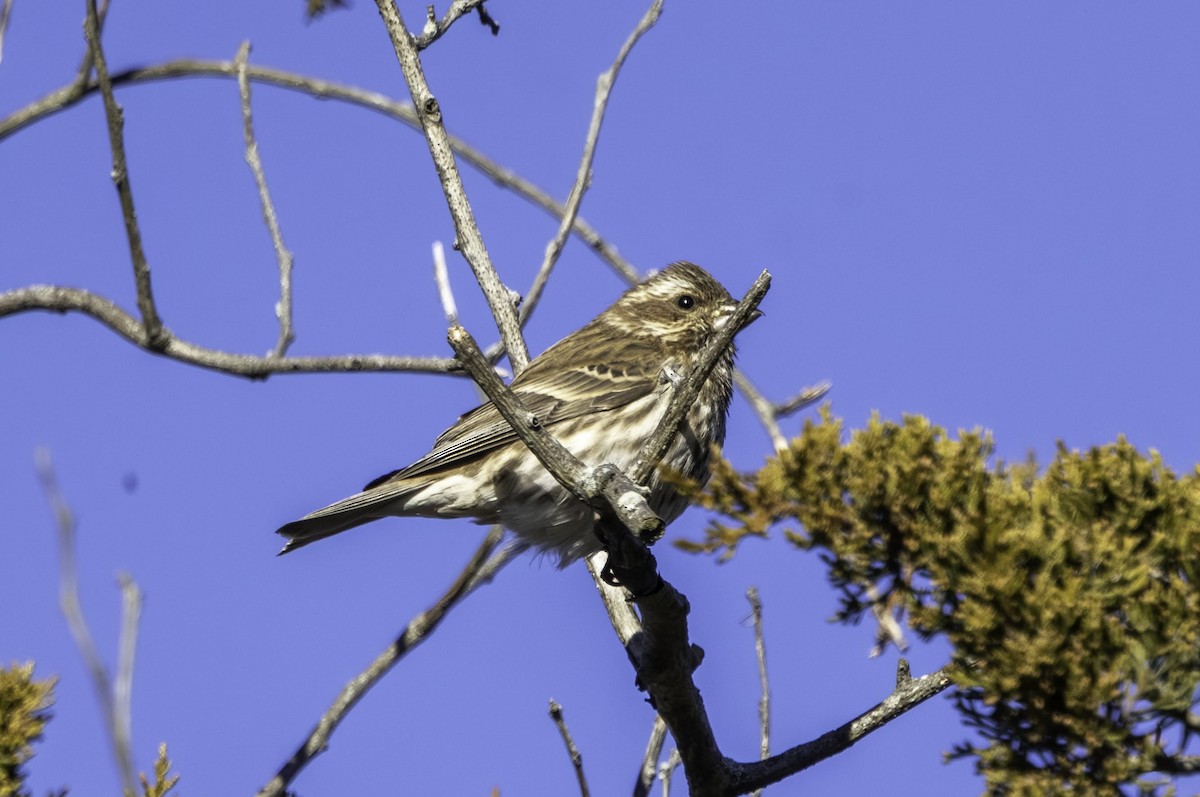 Purple Finch - ML646665807