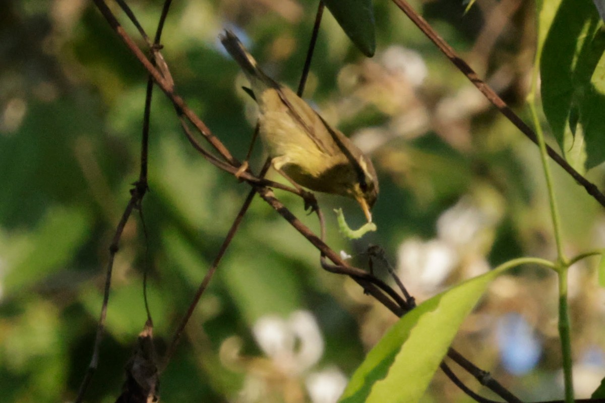 Tickell Çıvgını - ML646665808