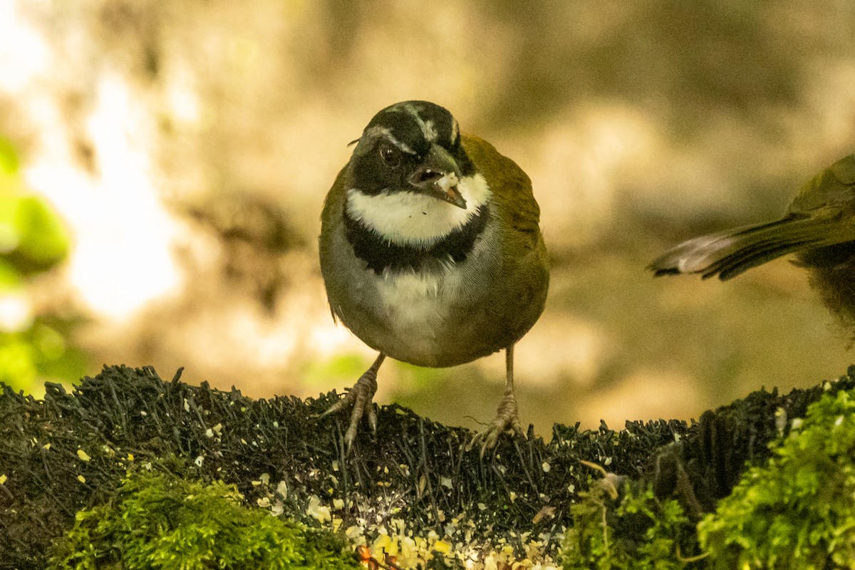 Sierra Nevada Brushfinch - ML646665834