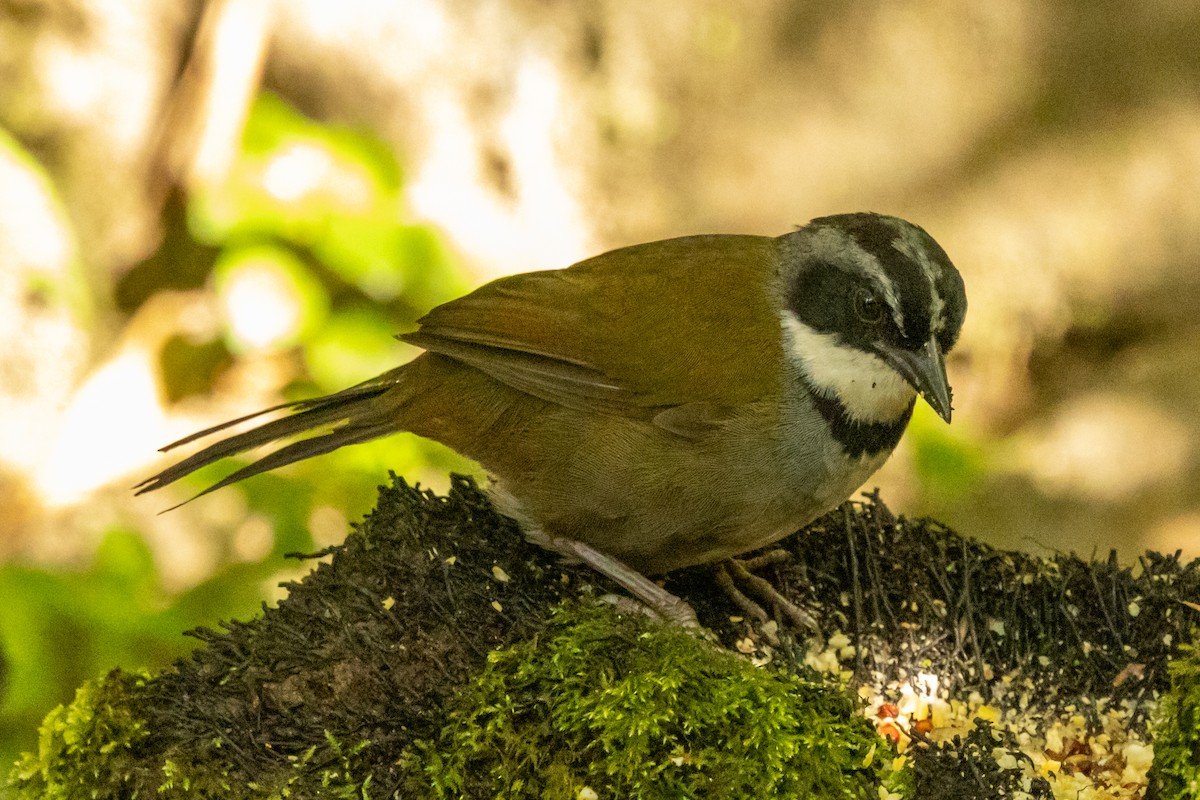 Sierra Nevada Brushfinch - ML646665835
