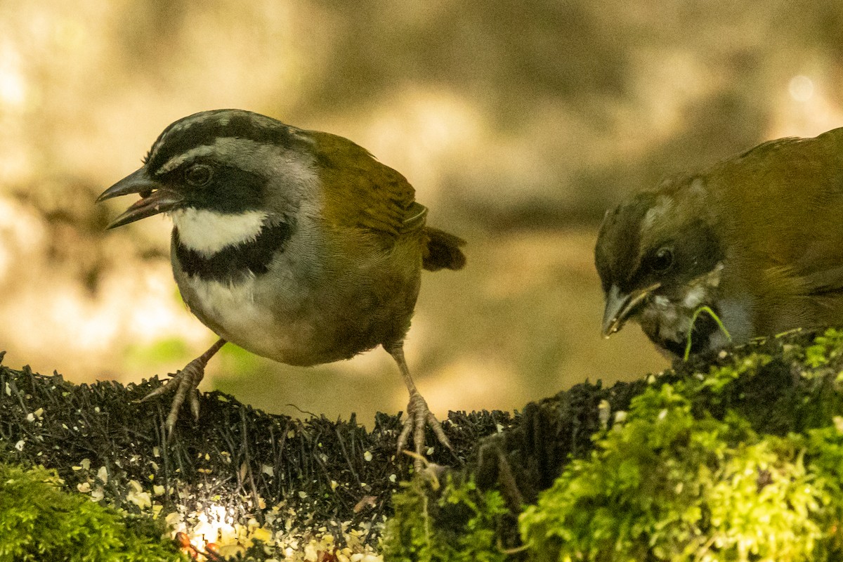 Sierra Nevada Brushfinch - ML646665836
