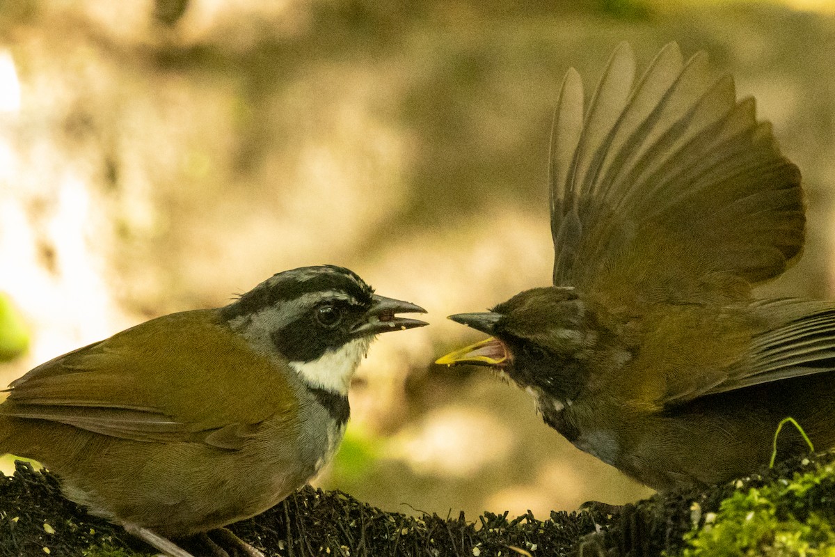 Sierra Nevada Brushfinch - ML646665837