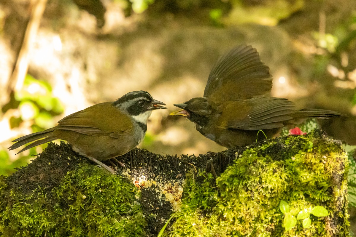Sierra Nevada Brushfinch - ML646665838