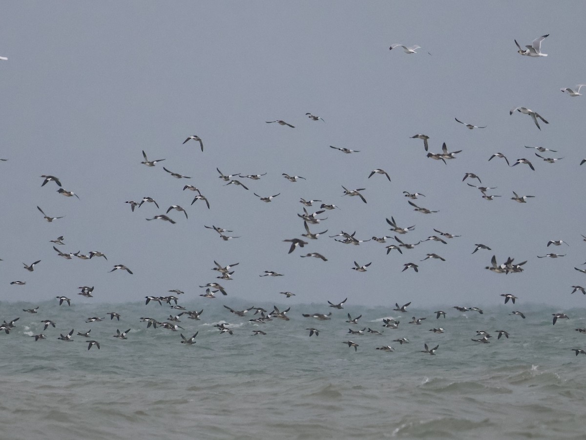 Red-breasted Merganser - ML646665839