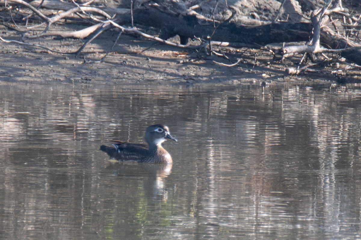 美洲鴛鴦 - ML646665841