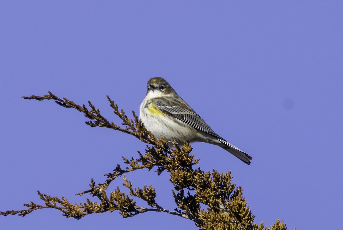 Yellow-rumped Warbler - ML646665842