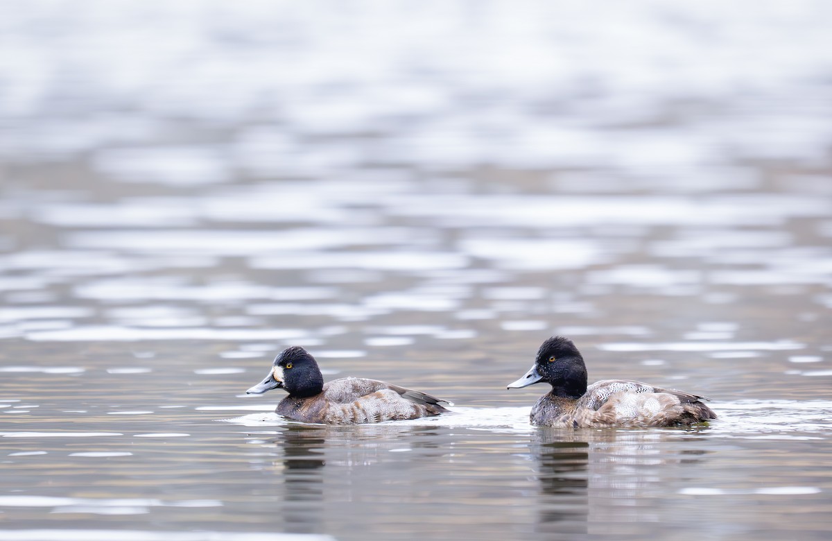 Чернь американська - ML646665843