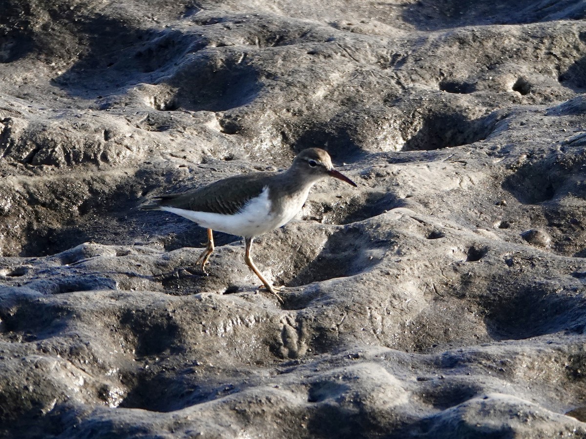 Spotted Sandpiper - ML646665845