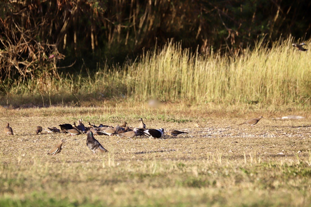 African Collared-Dove - ML646665849