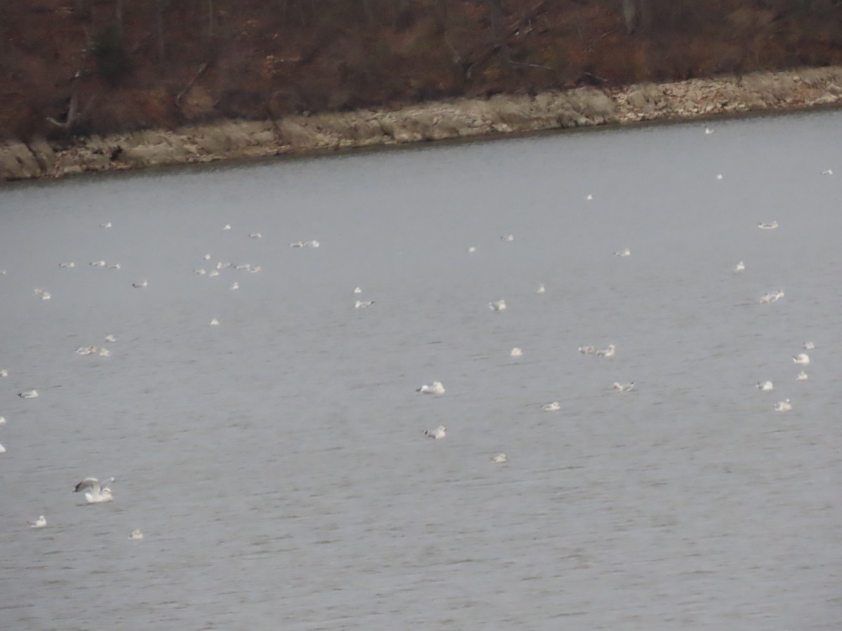 Ring-billed Gull - ML646665852