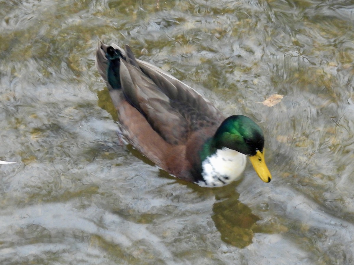 Fehlfarben-Stockente/Hausente - ML646665853