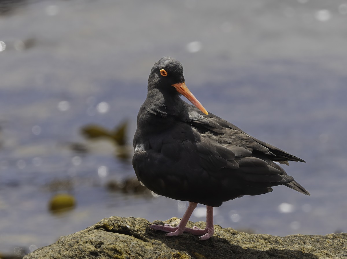 African Oystercatcher - ML646665854