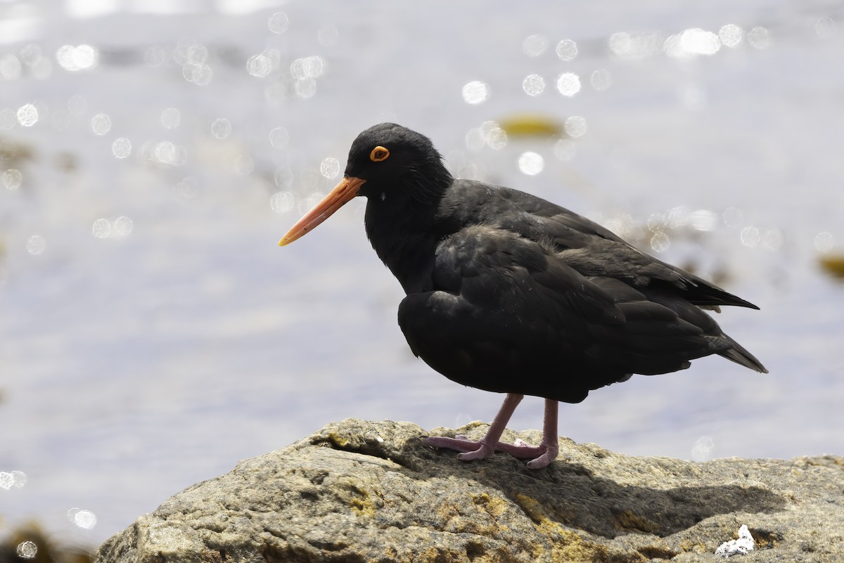 African Oystercatcher - ML646665855